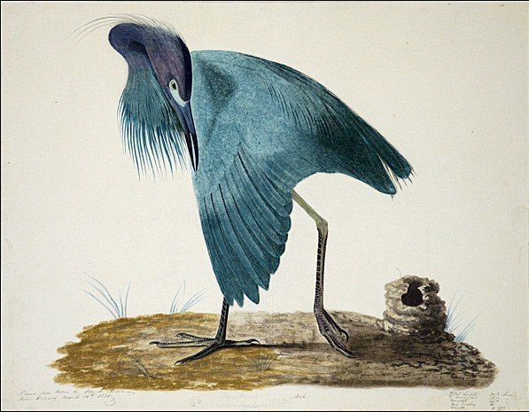 John James Audubon Little Blue Heron i